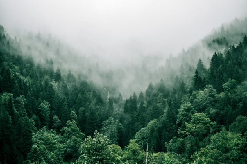 Forest trees and timber logs