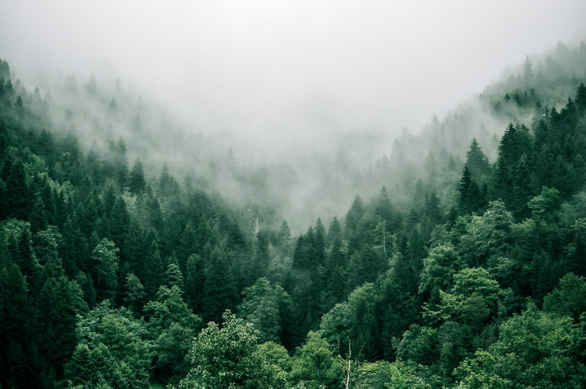 Forest trees and timber logs