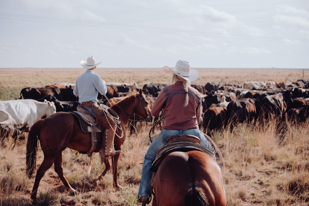 Cattle ranch with beef cattle grazing on pasture
