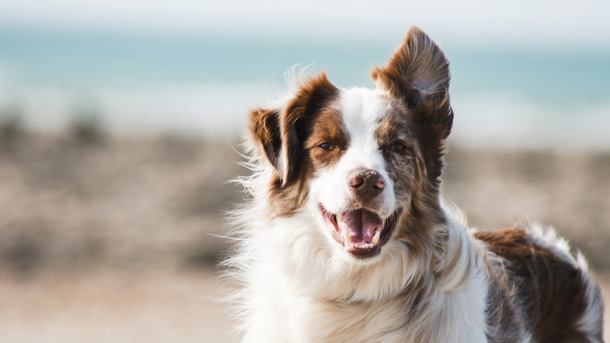 Pet health care products and veterinary services in China