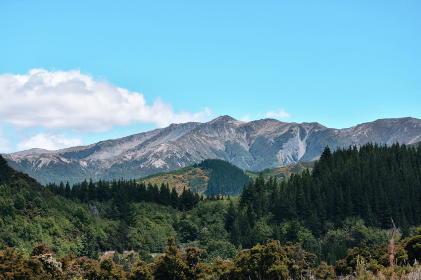 New Zealand: A Major Global Wood Exporter with High Per Capita Use and Rural Wooden Houses 1 featured image 51
